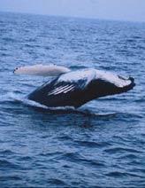 picture of a humpback whale breaching