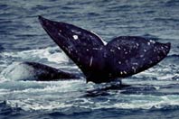 picture of a whale fluke
