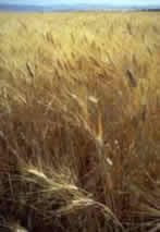 picture of a field of non-genetically engineered wheat