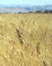 picture of field of wheat, link to environmental article, Paradigm Shift - How Some Try to Win By Changing the Rules of the Game