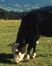 picture of cows in pasture, link for article, US Beef-Industry Feeding Practices Are a Source of Concern