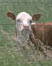 picture of cow in field; link for Organic Article, Learn Which Labels Guarantee You'll Be Cooking Beef That's BSE-Free