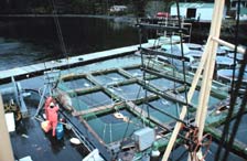 picture of salmon rearing pens (net cages)