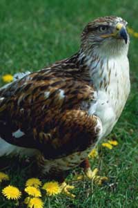 picture a hawk sitting on grass with dandelions