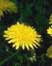 picture of dandelions; link for environmental article, Is it Safe to Use Weedkillers and Bug Killers Where Kids and Pets Live?