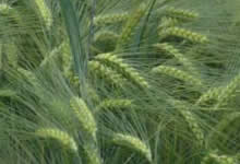 picture of barley in field