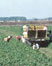 picture of farm workers in field; link for environmental article, Industrial Agriculture Hurts the Health of Farmers, Farm Workers, and All of Us