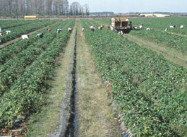 picture of farm workers in field