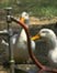 picture of ducks by backyard hose; link for environmental article, Fresh Water for Birds, Squirrels, and Other Back Yard Animals