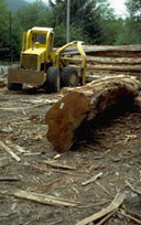 picture of logging operation