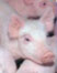 picture of pigs; link for environmental article, Kitty Cats ... and Animal Welfare Problems on Pig Farms