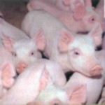 picture of crowded pigs