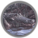 American Alligator -- Status: Removed from the list (delisted) due to recovery; trade in alligator skins or products is still regulated.