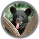 American black bear -- Status: 'Similarity of Appearance to a Threatened Taxon'