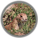 Black-tailed Prairie Dog -- Status: Was Endangered; now threatened and petitioned for endangered listing