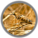 Delhi Sands flower-loving fly -- Status: Endangered