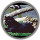 Jaguar -- Status: Threatened -- The jaguar is the largest cat of the Americas, and the only living representative of the genus Panthera found in the New World