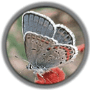 Karner blue butterfly -- Status: Endangered