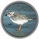 Piping plover -- Status: Endangered (in Great Lakes watershed); Threatened (elsewhere)