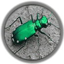 Six-Spotted Tiger Beetle -- Current Status: Threatened