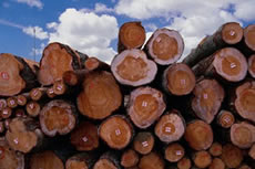 picture of logs