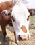 thumbnail - closeup of cow; link for environmental article, An Old Dairy Farm Trick - Milk and Cheese from Grass Fed Cows