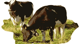 picture of cows in pasture