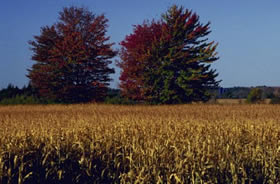 picture of corn in field