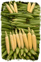 picture of husked ears of corn