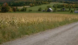 picture of corn field