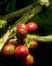 photo of coffee berries on coffee bush; link for health article, Why Buy Organic Coffee, Shade Grown Coffee, and Fair Trade Coffee?