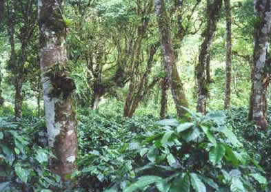 picture of shade-grown coffee plants