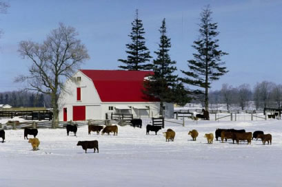 photo of cows in field near barn