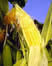 thumb image of corn plant; link for environmental article, Biopharming - Pharmaceutical Crops and the Danger to Our Food Supply