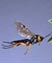 thumb image of beneficial insect wasp; link for environmental article, Attracting Beneficial Insects to Your Garden