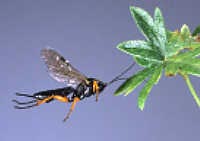picture of predatory wasp