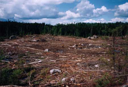 picture of clearcut forest, a man standing in the middle of the picture is very, very small compared to the cut-down area