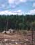thumb image of clear-cut forest; link for environmental article, Are You Using Facial Tissue and Toilet Paper Made from Old-Growth Forest?