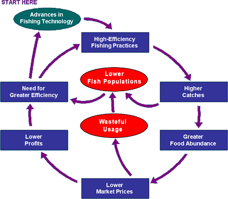 graphic showing the cycle of overfishing; caption follows and will explain graphic