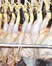 thumb of chicken carcasses in slaughterhouse, soda; link for environmental article, The Not-So-Bird-Brained Chicken and How to Improve Chicken Raising