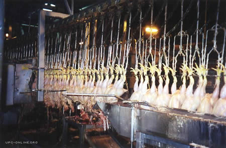 chickens in slaughterhouse