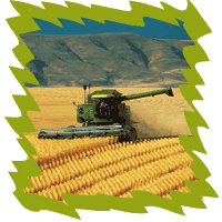 picture of combine in wheat field