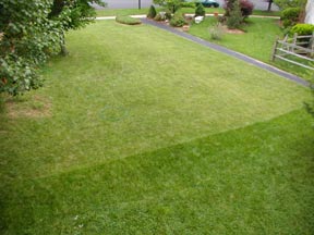 picture of two lawns, side by side; the one on the bottom is greener