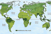 thumbnail of rainforest map