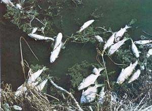 picture of dead fish in polluted water