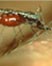 DDT and Malaria article link; thumb of mosquito