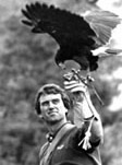 picture of Robert F. Kennedy, Jr. with falcon