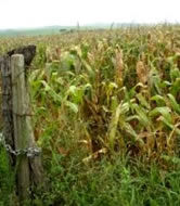 picture of parched corn