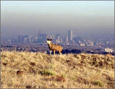 picture of deer standing on hill; city with bad haze is in background
