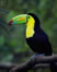 Rainforest Destruction article link; thumb of toucan in forest